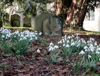 St Marys Churchyard Snowdrops 2