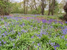 Bluebells2