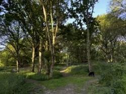 Woods Path